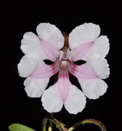 Goodenia rosea, photographed by T. Hammer