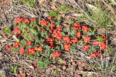 Leschenaultia formosa, photographed by T. Hammer