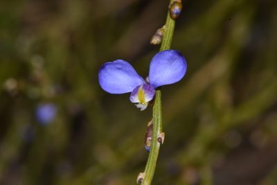 Comesperma scoparium, photographed by T. Hammer