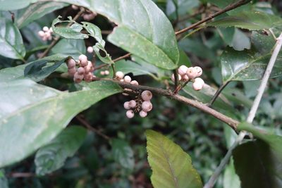 Maesa japonica, photographed by agujaceratops