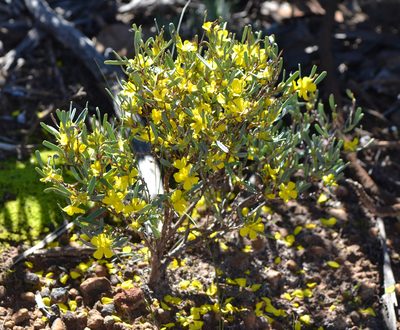 Hibbertia subvaginata, photographed by T. Hammer
