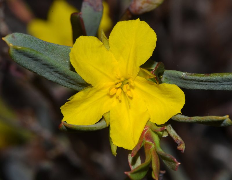 Hibbertia subvaginata, photographed by T. Hammer