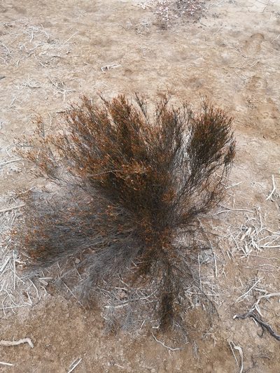 Bakerolimon plumosum, photographed by Aira Francisca Faúndez Fallau