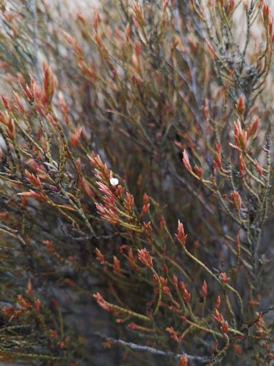 Bakerolimon plumosum, photographed by Aira Francisca Faúndez Fallau