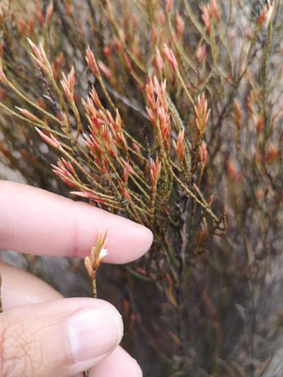 Bakerolimon plumosum, photographed by Aira Francisca Faúndez Fallau