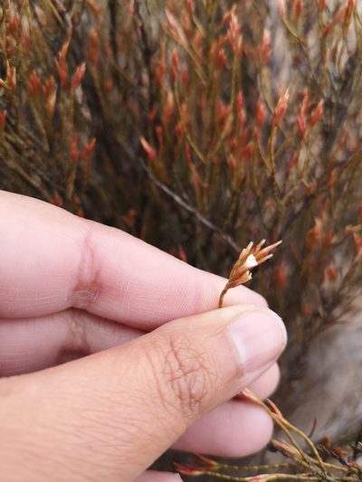 Bakerolimon plumosum, photographed by Aira Francisca Faúndez Fallau