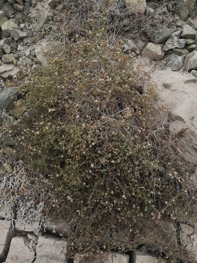 Frankenia chilensis, photographed by Aira Francisca Faúndez Fallau