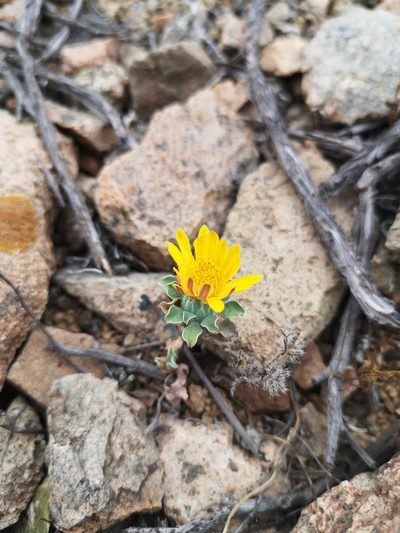 Chaetanthera glabrata, photographed by Aira Francisca Faúndez Fallau
