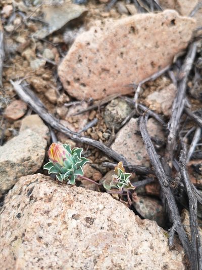 Chaetanthera glabrata, photographed by Aira Francisca Faúndez Fallau