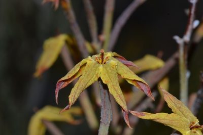 Franklandia fucifolia, photographed by T. Hammer