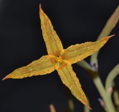 Franklandia fucifolia, photographed by T. Hammer