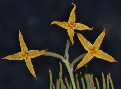 Franklandia fucifolia, photographed by T. Hammer