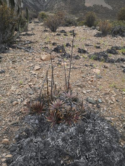 Deuterocohnia chrysantha, photographed by Aira Francisca Faúndez Fallau