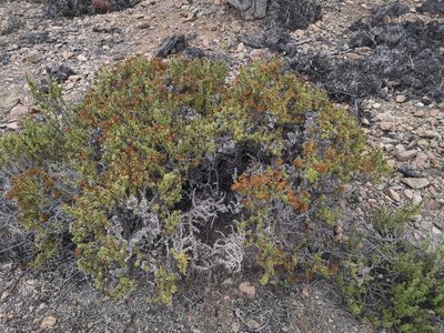 Heliotropium pycnophyllum, photographed by Aira Francisca Faúndez Fallau