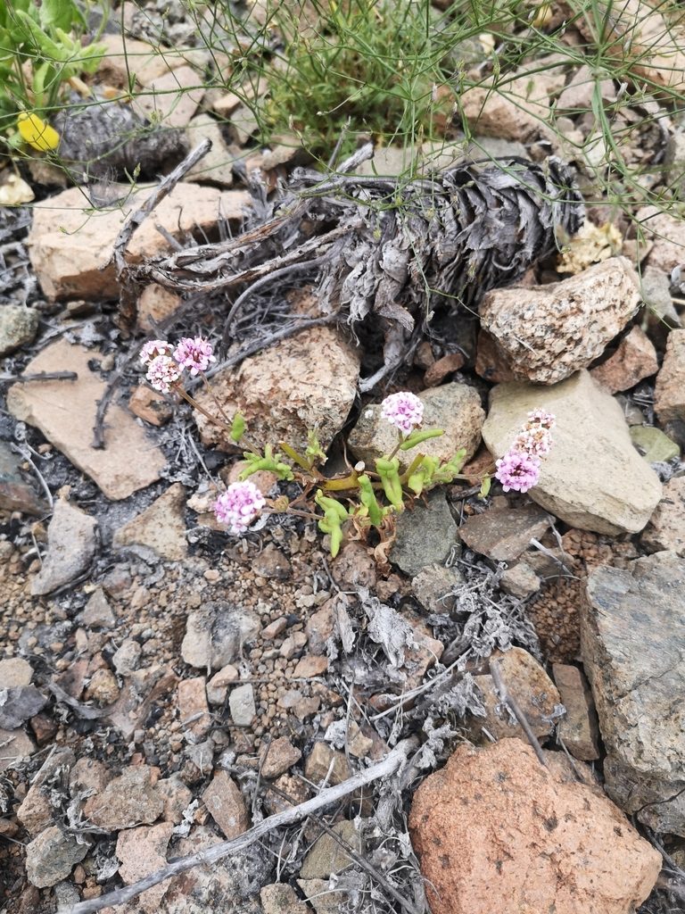 Polyachyrus annuus, photographed by Aira Francisca Faúndez Fallau