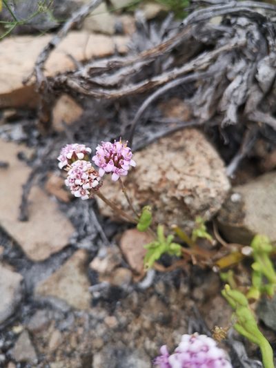 Polyachyrus annuus, photographed by Aira Francisca Faúndez Fallau