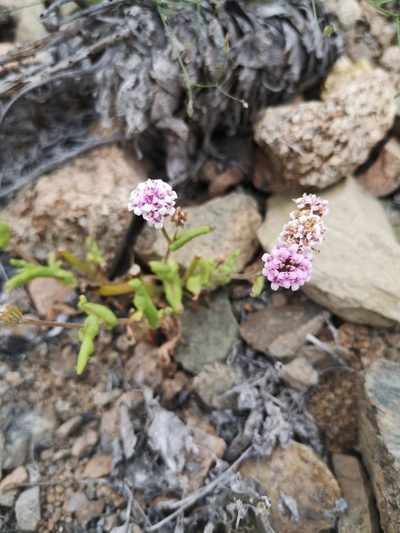 Polyachyrus annuus, photographed by Aira Francisca Faúndez Fallau
