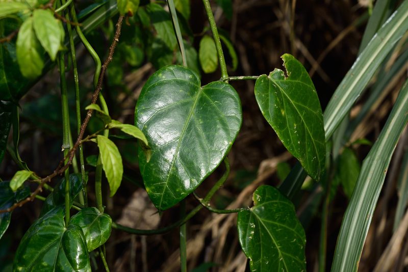 Marsdenia formosana, photographed by 國立臺灣博物館
