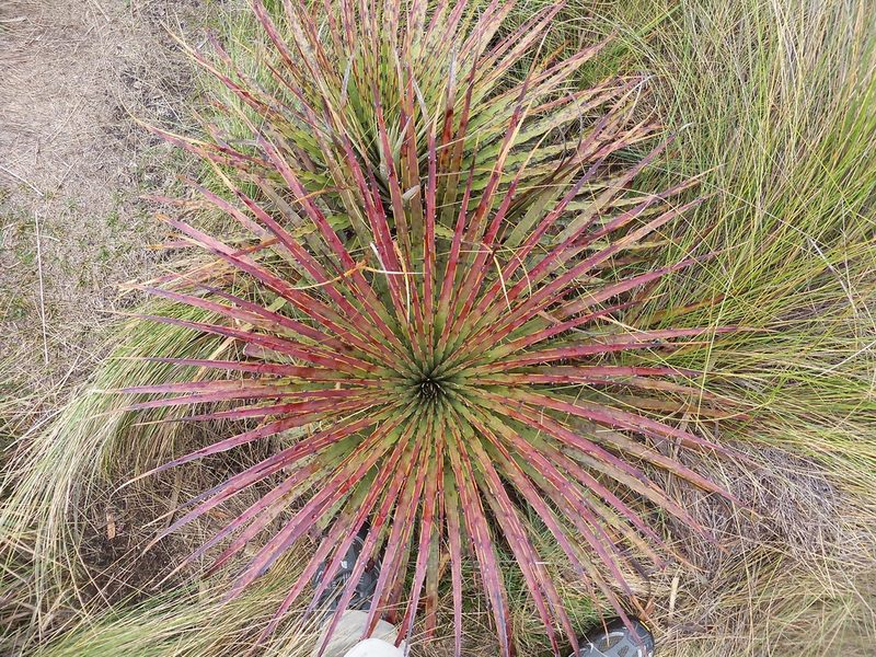 Puya clava-herculis, photographed by gsexauer