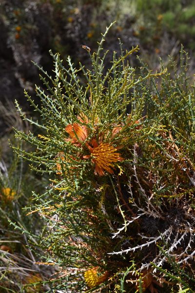 Banksia horrida, photographed by T. Hammer