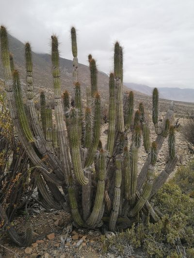 Eulychnia taltalensis, photographed by Aira Francisca Faúndez Fallau