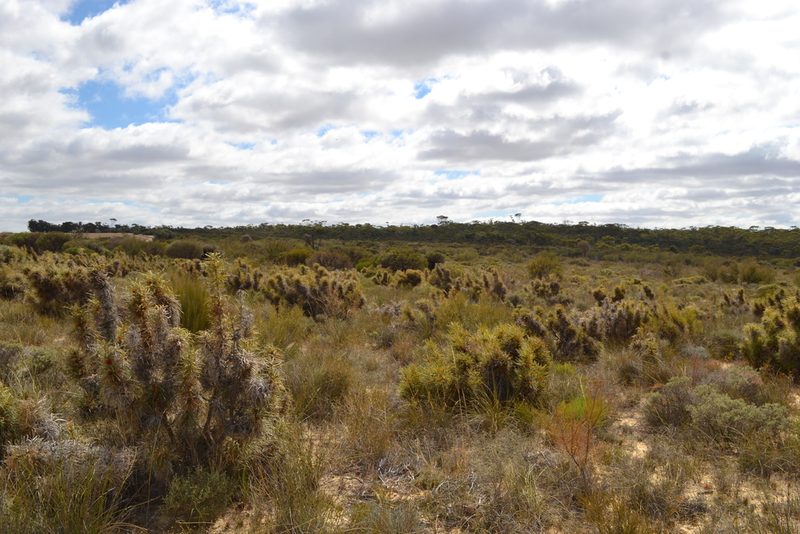 Banksia horrida, photographed by T. Hammer