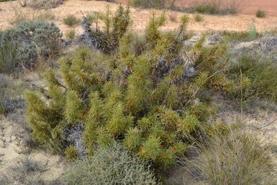 Banksia horrida, photographed by T. Hammer