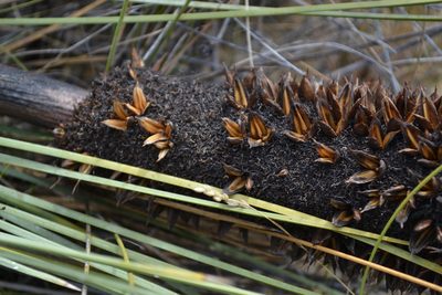 Xanthorrhoea nana, photographed by T. Hammer