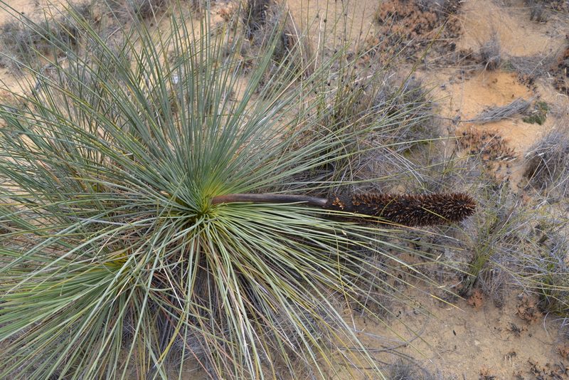 Xanthorrhoea nana, photographed by T. Hammer
