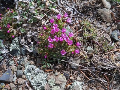 Androsace montana, photographed by gsexauer