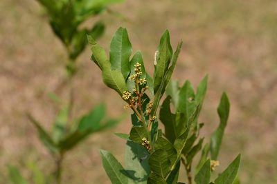 Glycosmis pentaphylla, photographed by S.MORE