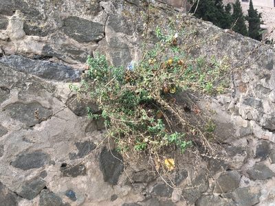 Antirrhinum graniticum, photographed by Miguel de Salas