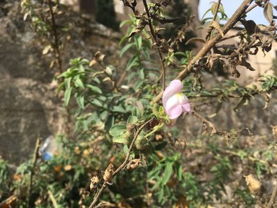 Antirrhinum graniticum, photographed by Miguel de Salas