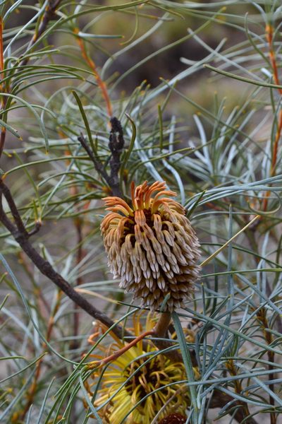 Banksia sphaerocarpa, photographed by T. Hammer