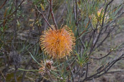Banksia sphaerocarpa, photographed by T. Hammer