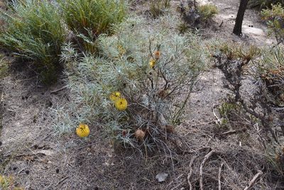 Banksia sphaerocarpa, photographed by T. Hammer