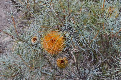 Banksia sphaerocarpa, photographed by T. Hammer
