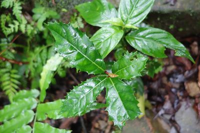 Itea oldhamii, photographed by agujaceratops