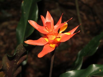 Goeppertia colorata, photographed by Diogo Luiz