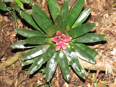 Nidularium fulgens, photographed by Diogo Luiz