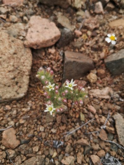 Malesherbia humilis, photographed by Aira Francisca Faúndez Fallau