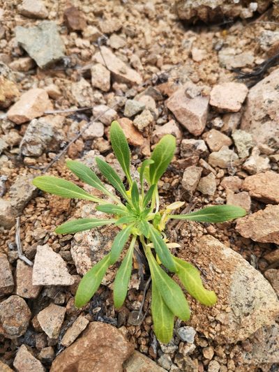 Viola polypoda, photographed by Aira Francisca Faúndez Fallau