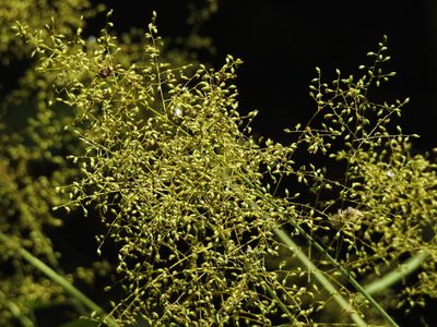 Panicum sarmentosum, photographed by Jacy Chen