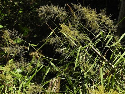 Panicum sarmentosum, photographed by Jacy Chen