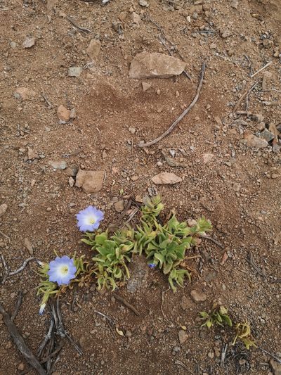 Nolana elegans, photographed by Aira Francisca Faúndez Fallau