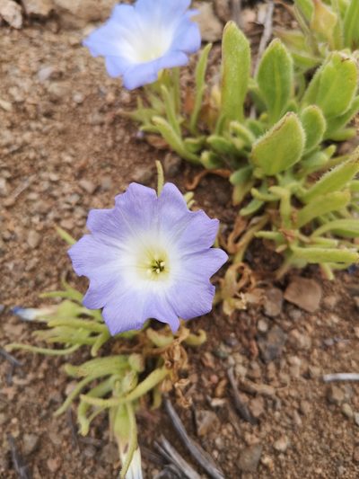 Nolana elegans, photographed by Aira Francisca Faúndez Fallau
