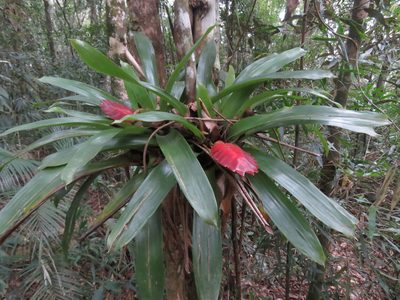 Vriesea gradata, photographed by Diogo Luiz