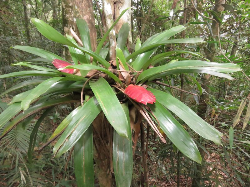 Vriesea gradata, photographed by Diogo Luiz