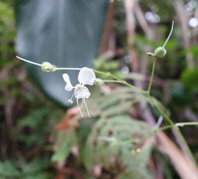 Aneilema scaberrimum, photographed by agujaceratops