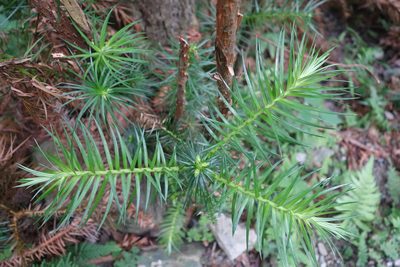 Cunninghamia lanceolata, photographed by agujaceratops